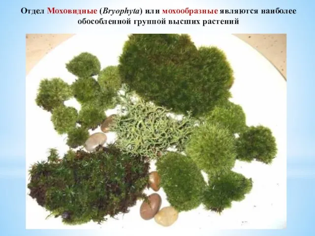 Отдел Моховидные (Bryophyta) или мохообразные являются наиболее обособленной группой высших растений
