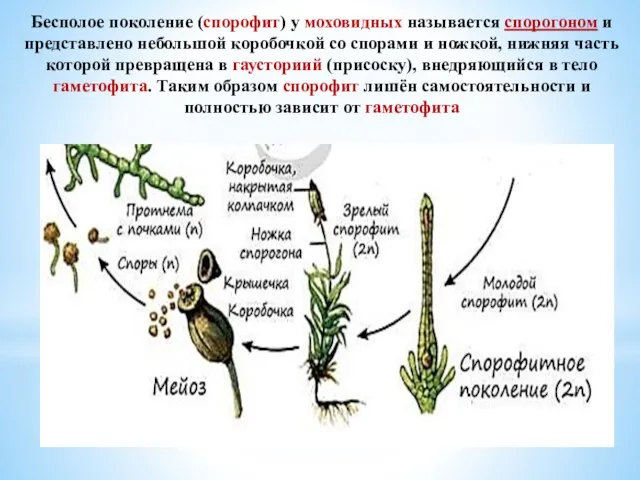 Бесполое поколение (спорофит) у моховидных называется спорогоном и представлено небольшой коробочкой со