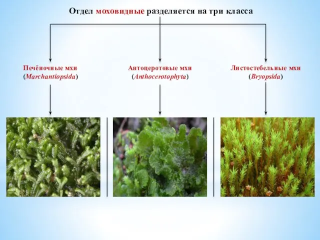 Отдел моховидные разделяется на три класса