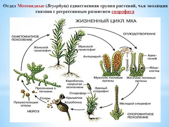 Отдел Моховидные (Bryophyta) единственная группа растений, чья эволюция связана с регрессивным развитием спорофита