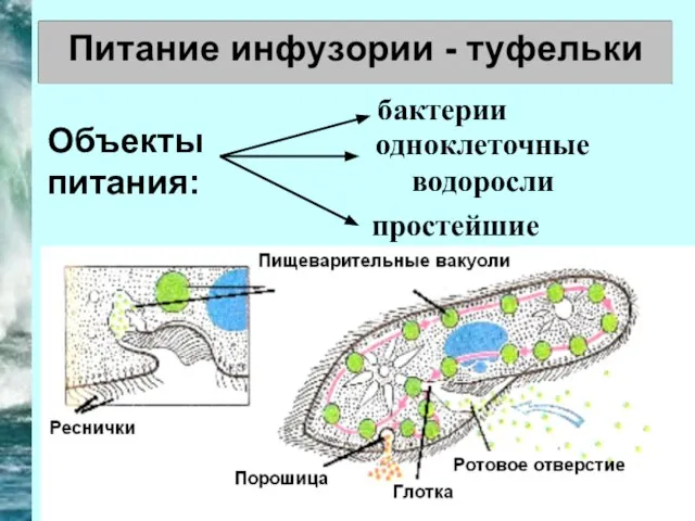 Объекты питания: бактерии одноклеточные водоросли простейшие