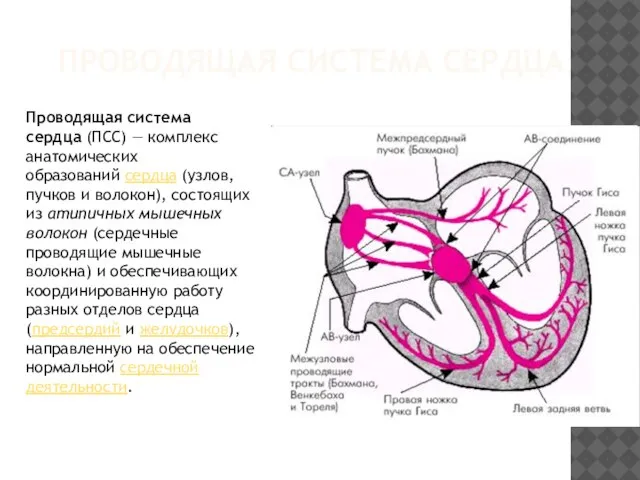 ПРОВОДЯЩАЯ СИСТЕМА СЕРДЦА Проводящая система сердца (ПСС) — комплекс анатомических образований сердца