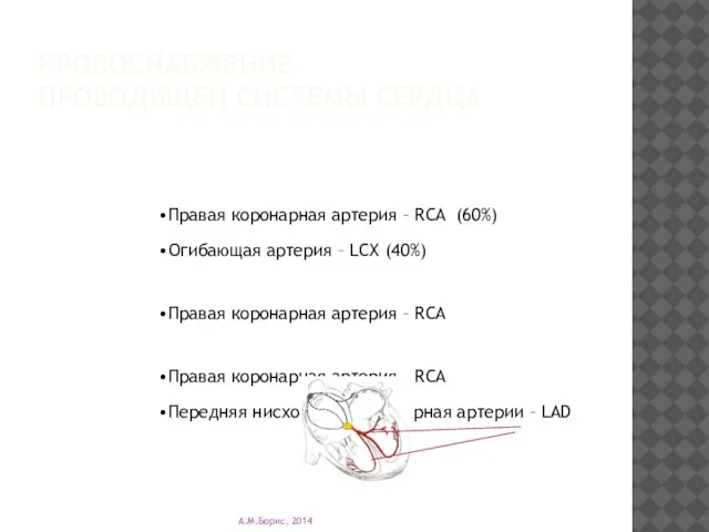 КРОВОСНАБЖЕНИЕ ПРОВОДЯЩЕЙ СИСТЕМЫ СЕРДЦА Синусовый узел (sinus node artery) Правая коронарная артерия