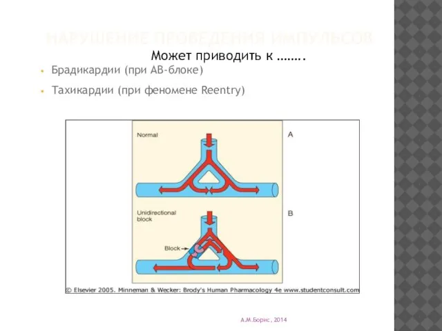 НАРУШЕНИЕ ПРОВЕДЕНИЯ ИМПУЛЬСОВ Может приводить к …….. Брадикардии (при АВ-блоке) Тахикардии (при феномене Reentry) А.М.Борис, 2014