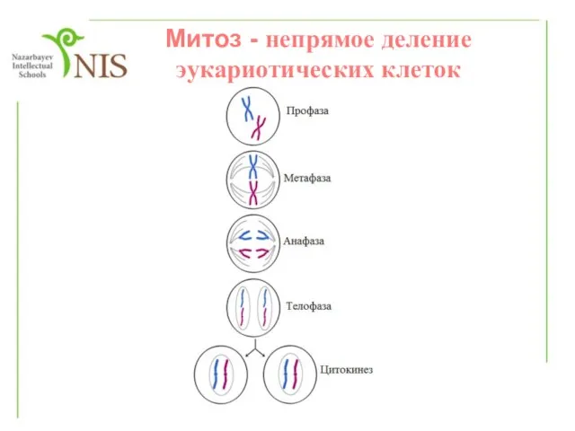 Митоз - непрямое деление эукариотических клеток