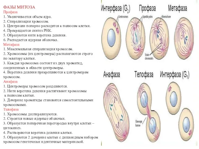 ФАЗЫ МИТОЗА Профаза 1. Увеличивается объем ядра. 2. Спирализация хромосом. 3. Центриоли