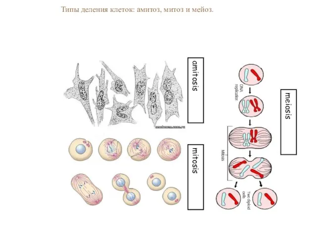 amitosis mitosis meiosis Типы деления клеток: амитоз, митоз и мейоз.