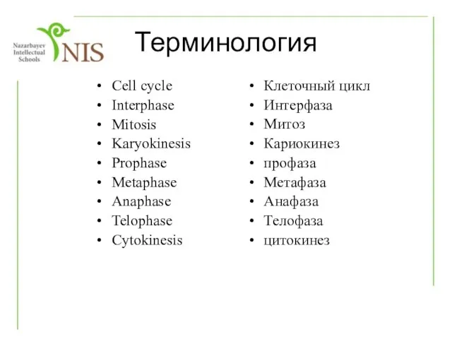 Cell cycle Interphase Mitosis Karyokinesis Prophase Metaphase Anaphase Telophase Cytokinesis Клеточный цикл