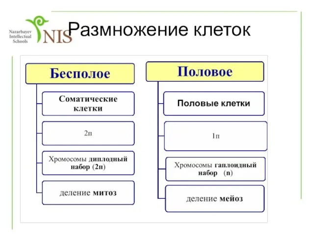 Размножение клеток