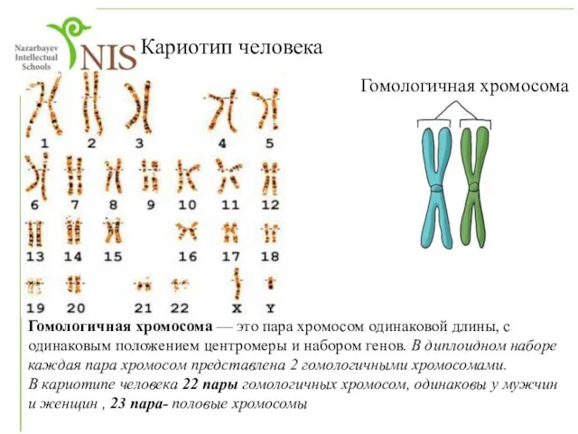 Гомологичная хромосома — это пара хромосом одинаковой длины, с одинаковым положением центромеры