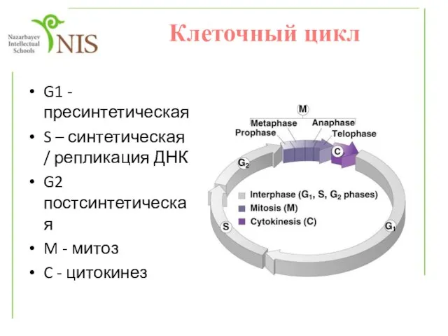 Клеточный цикл G1 - пресинтетическая S – синтетическая / репликация ДНК G2