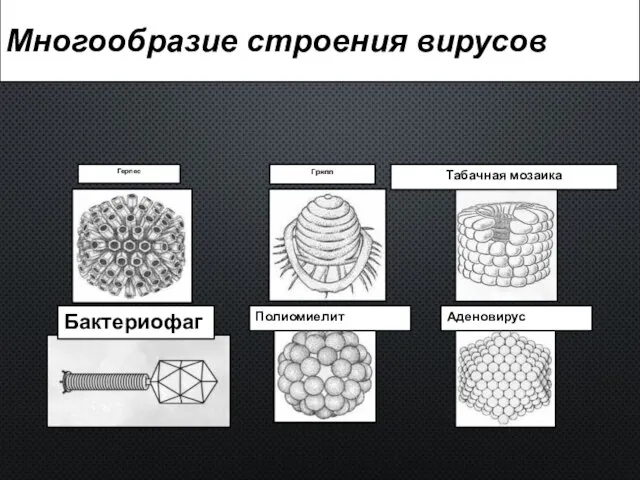 Многообразие строения вирусов Герпес Грипп Табачная мозаика Бактериофаг Полиомиелит Аденовирус