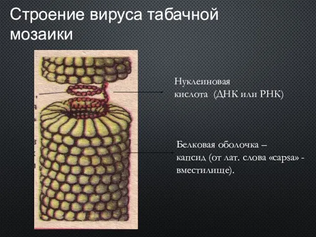 Строение вируса табачной мозаики Нуклеиновая кислота (ДНК или РНК) Белковая оболочка –