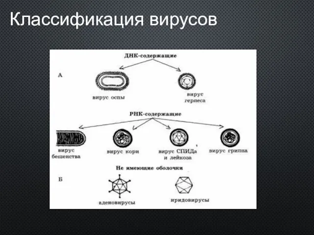 Классификация вирусов