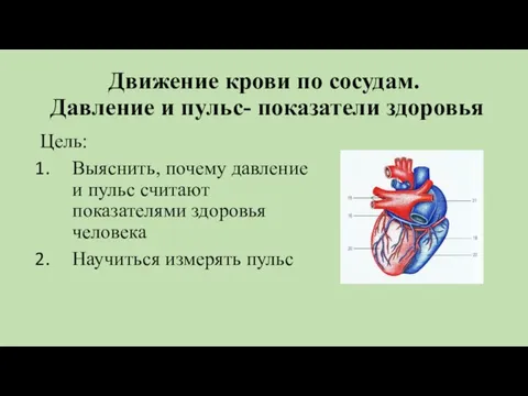 Движение крови по сосудам. Давление и пульс- показатели здоровья Цель: Выяснить, почему