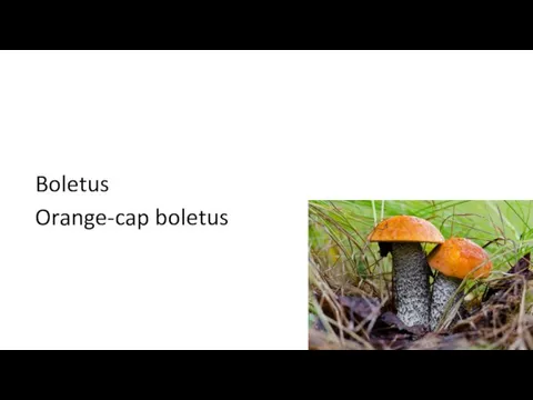 Boletus Orange-cap boletus