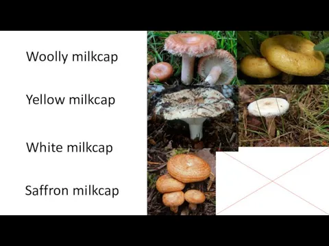 Woolly milkcap Saffron milkcap Yellow milkcap White milkcap