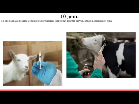 10 день Проводил вакцинацию сельскохозяйственных животных против ящура, Эмкара, сибирской язвы