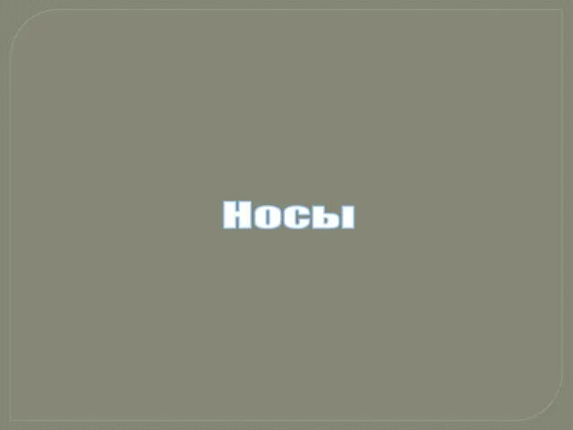 Носы