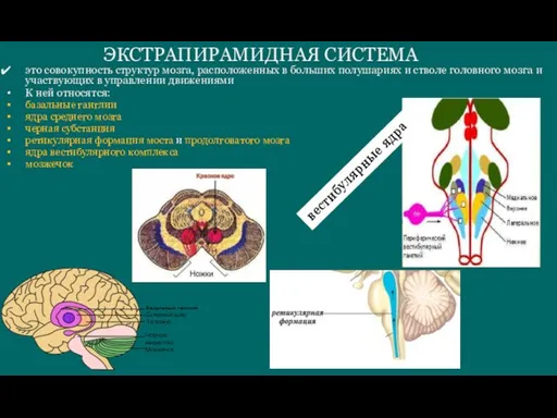 ЭКСТРАПИРАМИДНАЯ СИСТЕМА это совокупность структур мозга, расположенных в больших полушариях и стволе