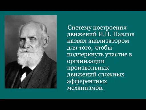 Систему построения движений И.П. Павлов назвал анализатором для того, чтобы подчеркнуть участие