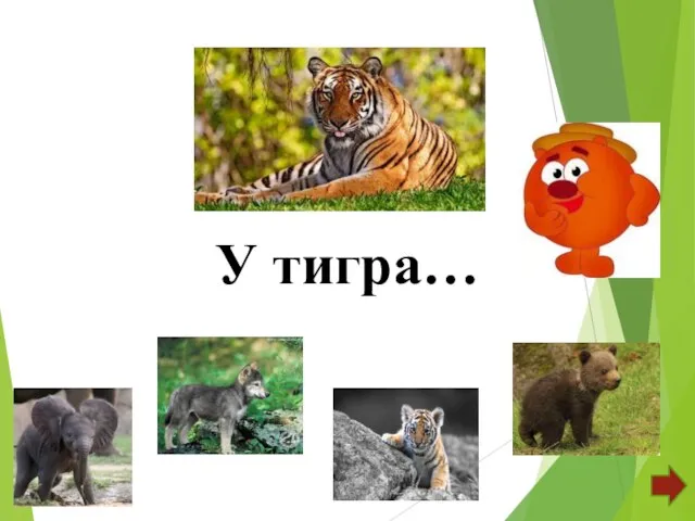 У тигра…