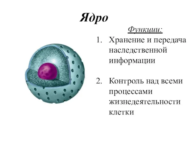 Ядро Функции: Хранение и передача наследственной информации Контроль над всеми процессами жизнедеятельности клетки