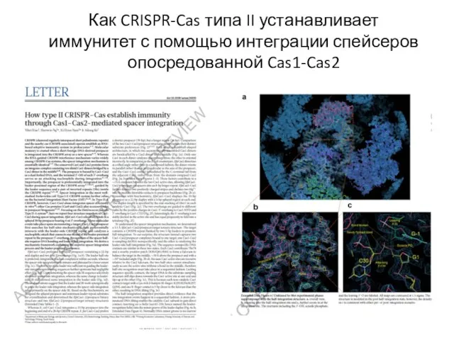 Как CRISPR-Cas типа II устанавливает иммунитет с помощью интеграции спейсеров опосредованной Cas1-Cas2