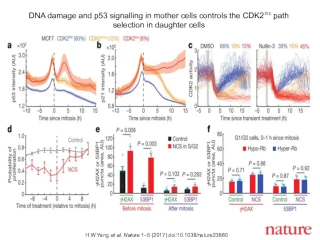 DNA damage and p53 signalling in mother cells controls the CDK2inc path