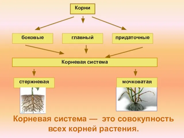 Корневая система — это совокупность всех корней растения. Корни главный боковые придаточные Корневая система стержневая мочковатая