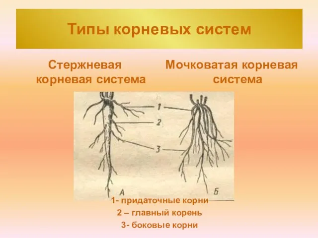 Типы корневых систем Стержневая корневая система Мочковатая корневая система 1- придаточные корни