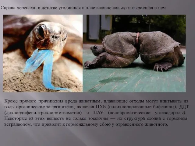 Справа черепаха, в детстве угодившая в пластиковое кольцо и выросшая в нем