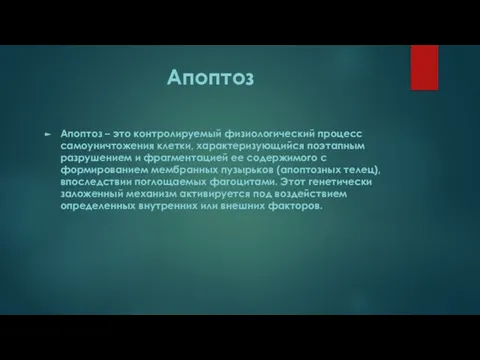 Апоптоз Апоптоз – это контролируемый физиологический процесс самоуничтожения клетки, характеризующийся поэтапным разрушением