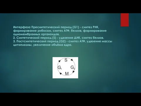 Интерфаза Пресинтетический период (G1) - синтез РНК, формирование рибосом, синтез АТФ, белков,