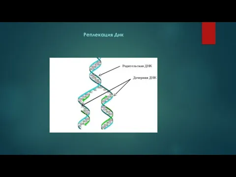 Реплекация Днк