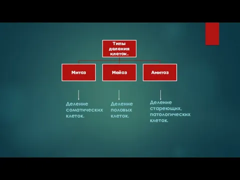 Деление соматических клеток. Деление половых клеток. Деление стареющих, патологических клеток.