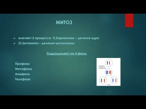 МИТОЗ ключает 2 процесса: 1) Кариокинез – деление ядра 2) Цитокенез –