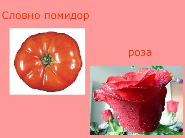 Словно помидор роза