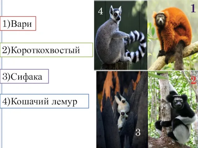 1)Вари 4)Кошачий лемур 2)Короткохвостый 3)Сифака 1 2 3 4