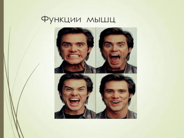 Функции мышц