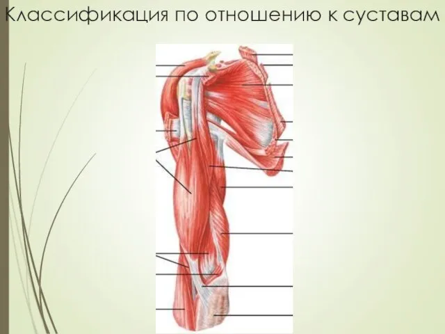 Классификация по отношению к суставам