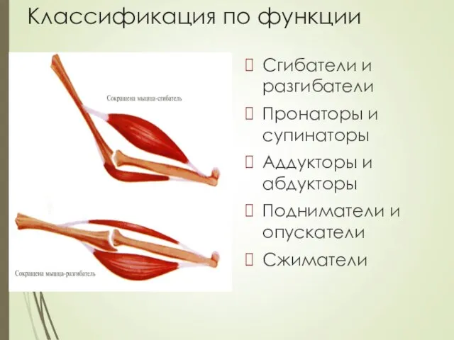 Классификация по функции Сгибатели и разгибатели Пронаторы и супинаторы Аддукторы и абдукторы Подниматели и опускатели Сжиматели