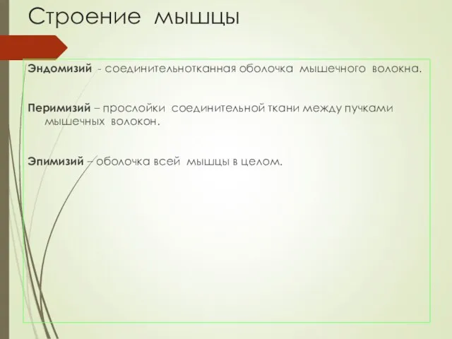 Строение мышцы Эндомизий - соединительнотканная оболочка мышечного волокна. Перимизий – прослойки соединительной