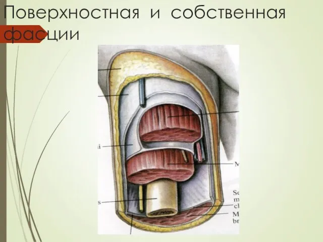 Поверхностная и собственная фасции