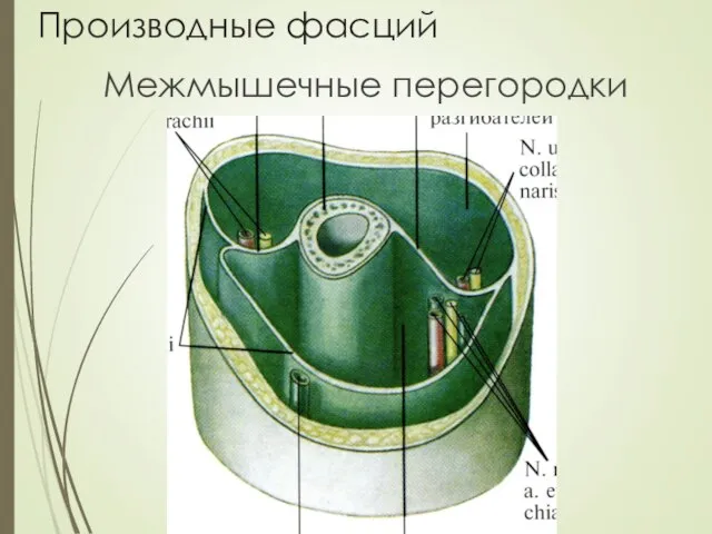 Производные фасций Межмышечные перегородки