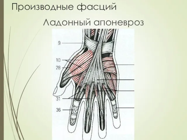 Производные фасций Ладонный апоневроз