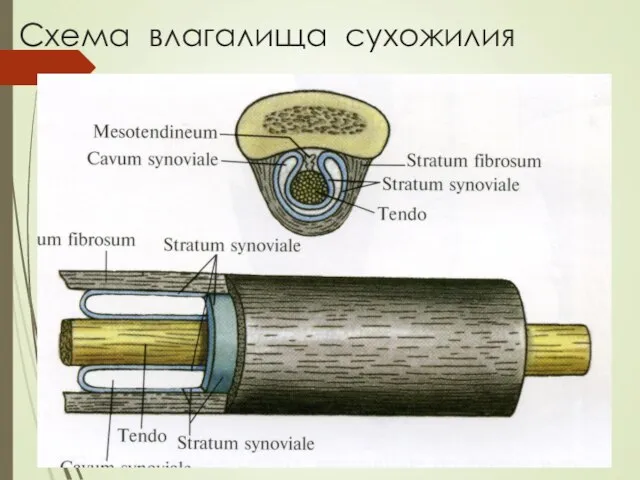 Схема влагалища сухожилия