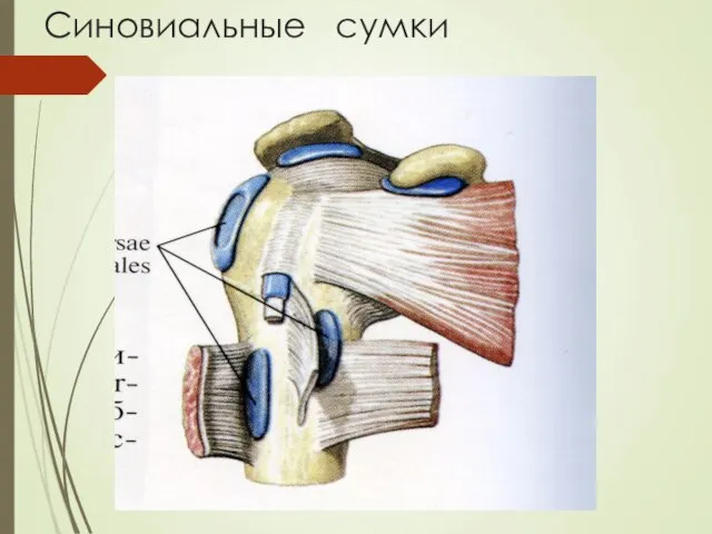 Синовиальные сумки