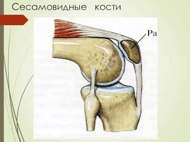 Сесамовидные кости