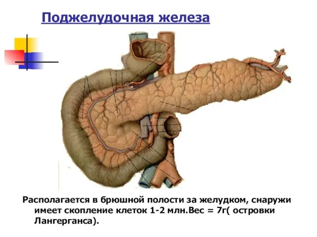 Поджелудочная железа Располагается в брюшной полости за желудком, снаружи имеет скопление клеток
